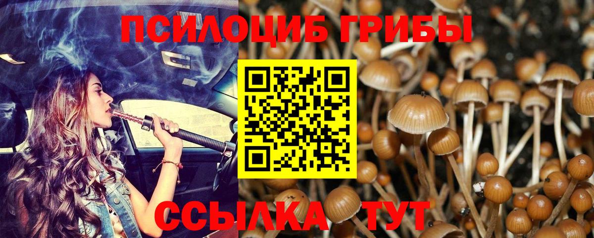 Псилоцибиновые грибы Cubensis Алейск